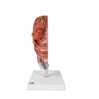 Organy i narządy 3B Scientific C14