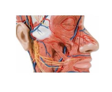 Organy i narządy 3B Scientific C14