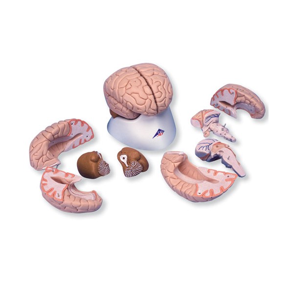 Organy i narządy 3B Scientific C17