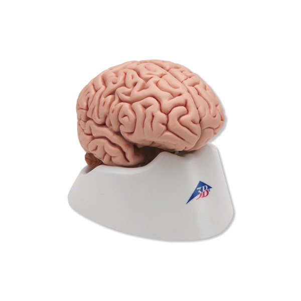 Organy i narządy 3B Scientific C18