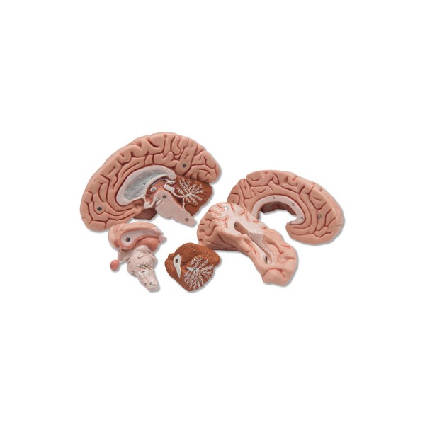 Organy i narządy 3B Scientific C18