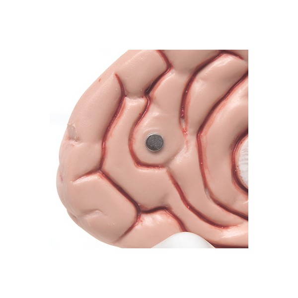 Organy i narządy 3B Scientific C18