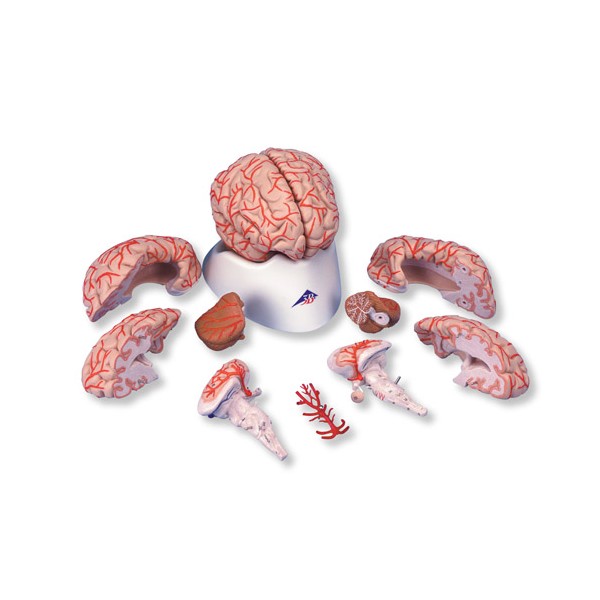 Organy i narządy 3B Scientific C20