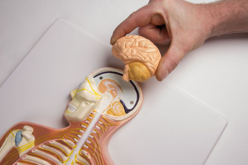 Organy i narządy 3B Scientific C240