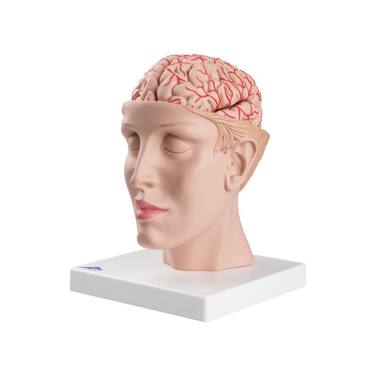 Organy i narządy 3B Scientific C25