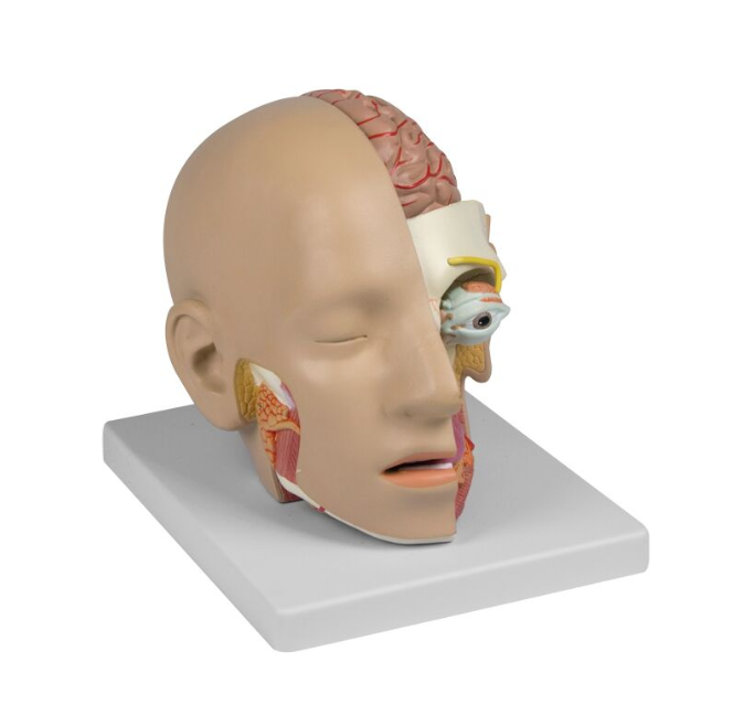 Organy i narządy 3B Scientific C250