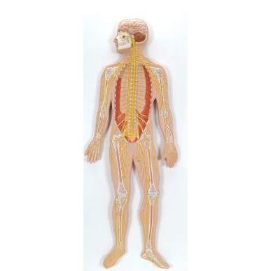 Organy i narządy 3B Scientific C30