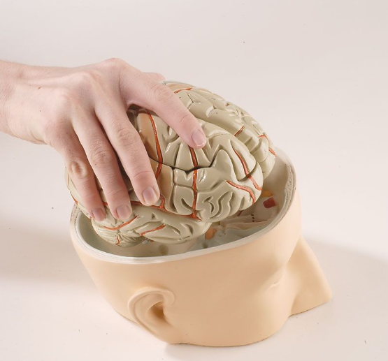 Organy i narządy 3B Scientific C320