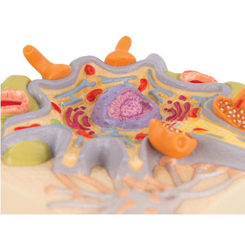 Organy i narządy 3B Scientific C40/1