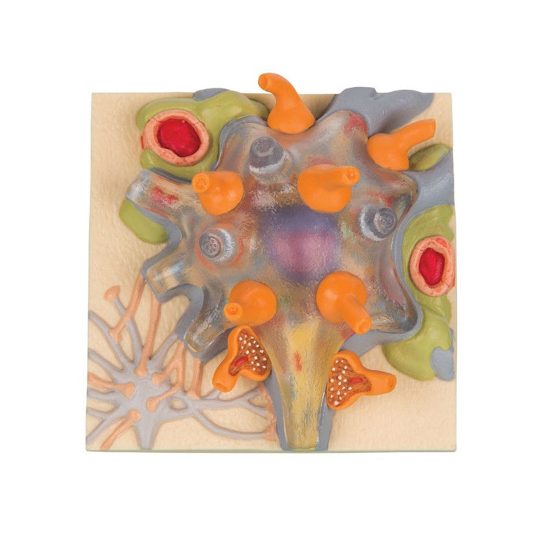 Organy i narządy 3B Scientific C40/1