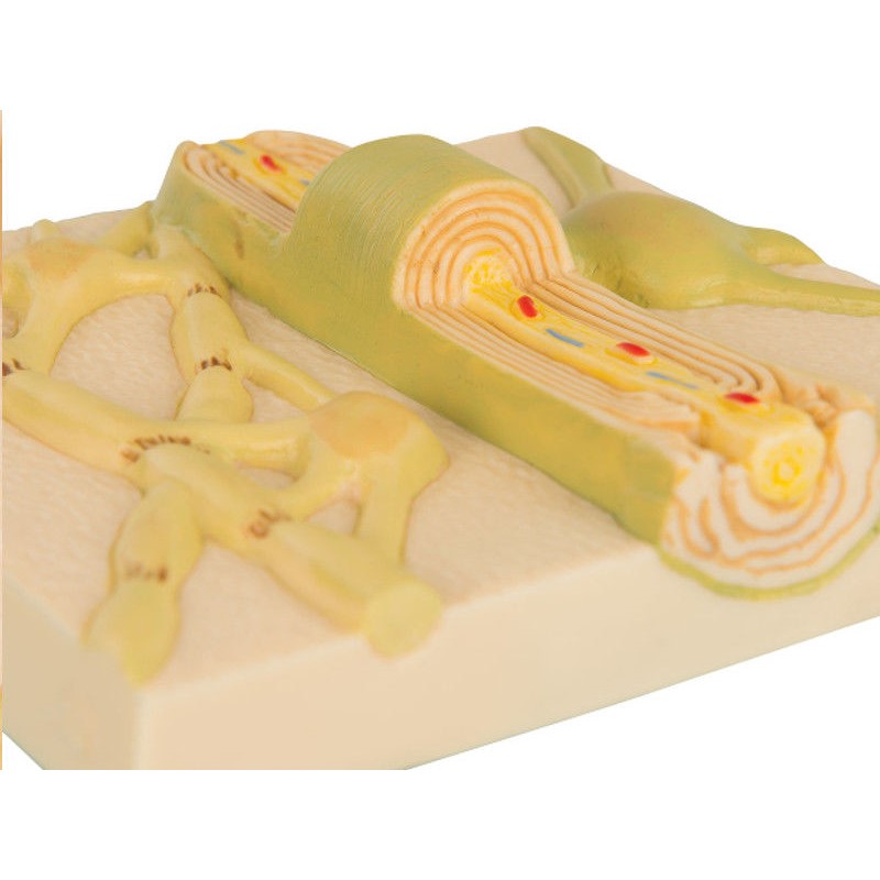 Organy i narządy 3B Scientific C40/2