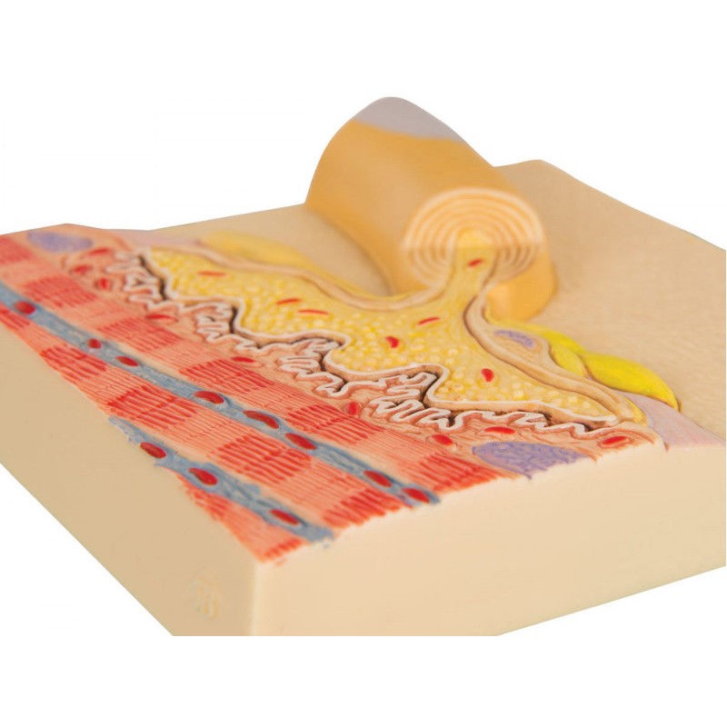 Organy i narządy 3B Scientific C40/4