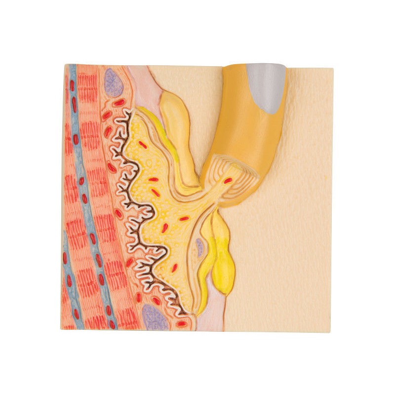 Organy i narządy 3B Scientific C40/4