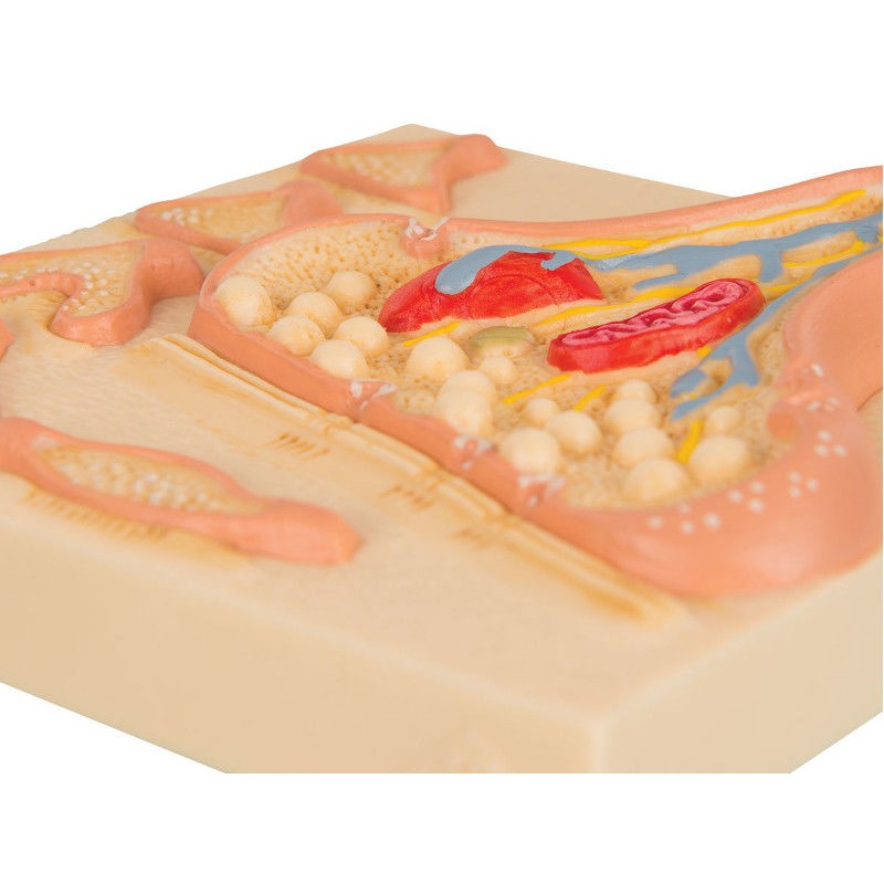 Organy i narządy 3B Scientific C40/5