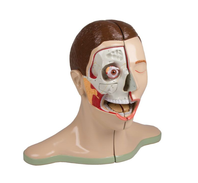 Organy i narządy 3B Scientific C60