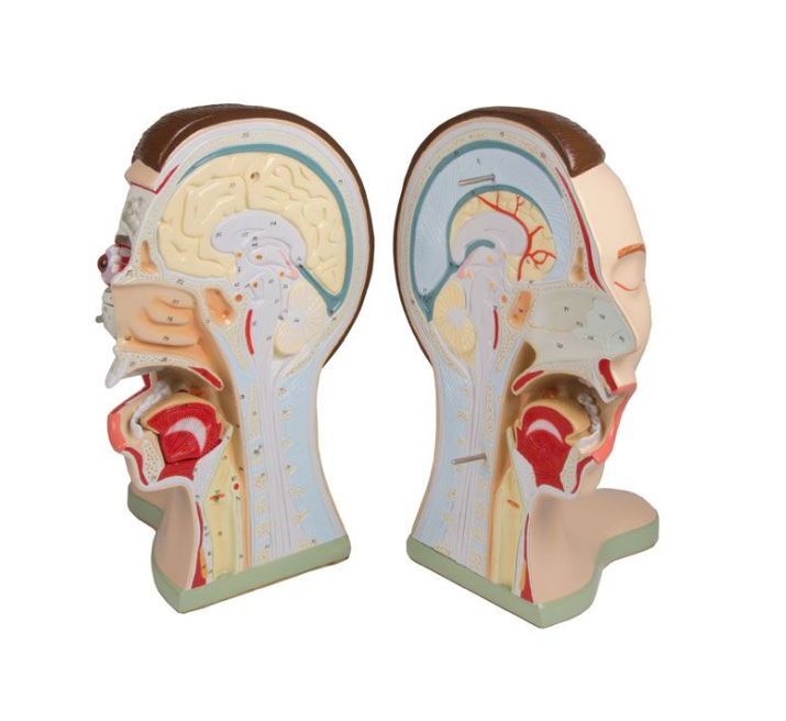 Organy i narządy 3B Scientific C60