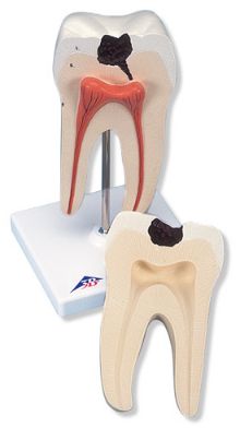 Organy i narządy 3B Scientific D10/4