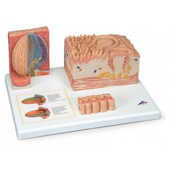 Organy i narządy 3B Scientific D17