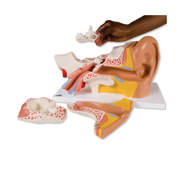 Organy i narządy 3B Scientific E11