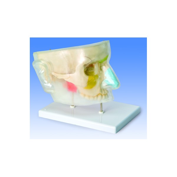 Organy i narządy 3B Scientific E20