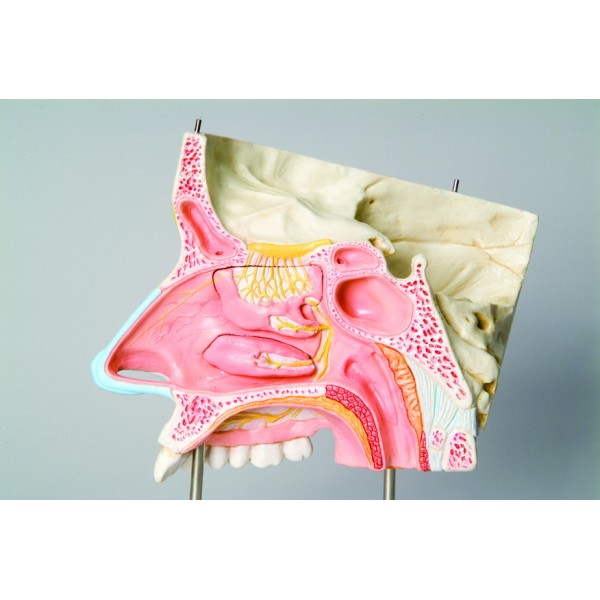 Organy i narządy 3B Scientific E20