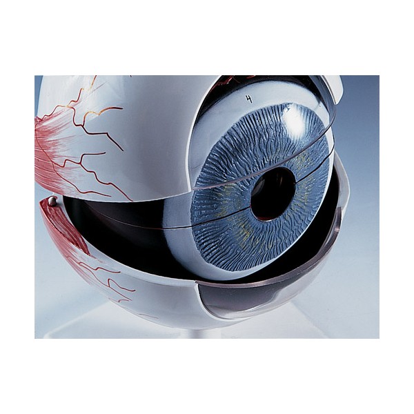 Organy i narządy 3B Scientific F10