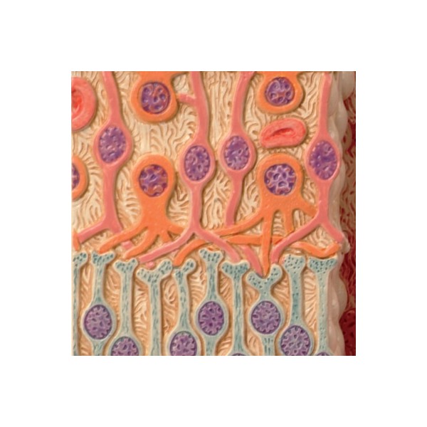 Organy i narządy 3B Scientific F16