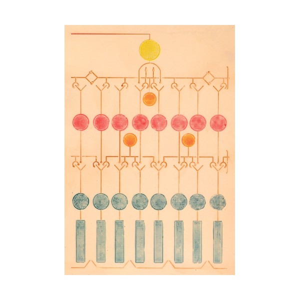 Organy i narządy 3B Scientific F16