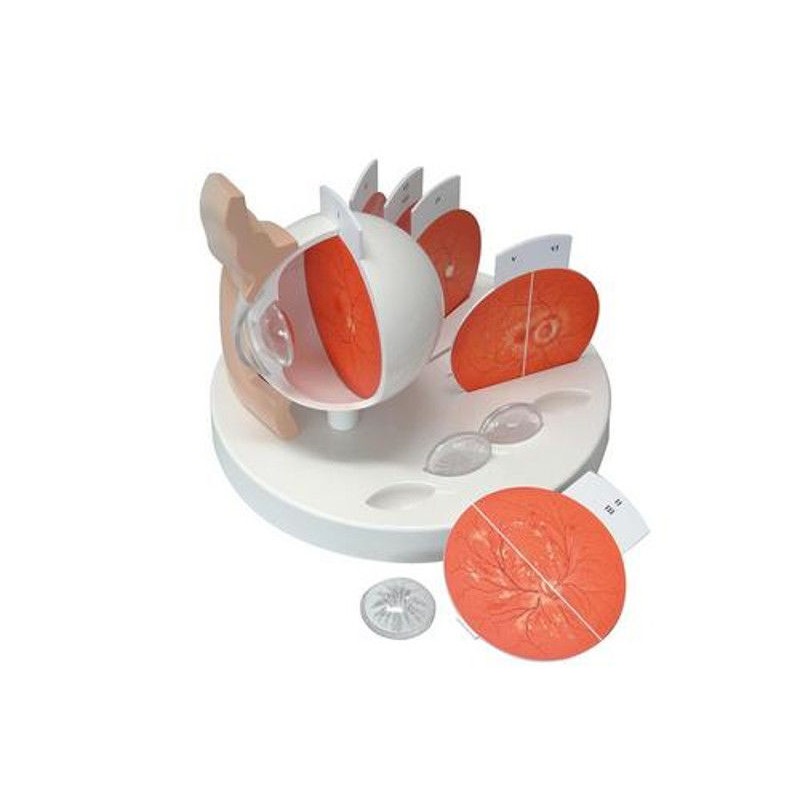 Organy i narządy 3B Scientific F17