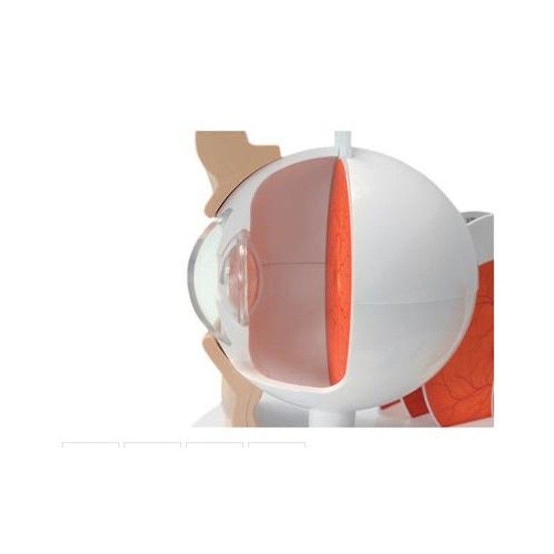 Organy i narządy 3B Scientific F17