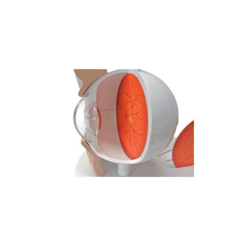 Organy i narządy 3B Scientific F17