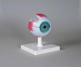 Organy i narządy 3B Scientific F210