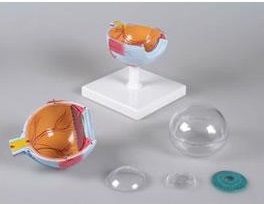 Organy i narządy 3B Scientific F210