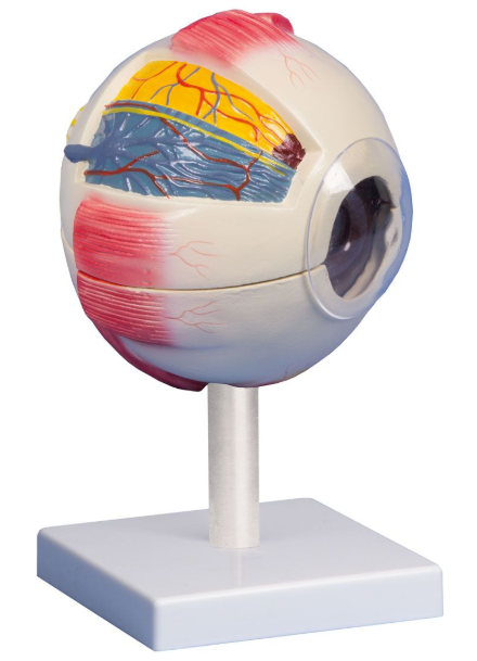 Organy i narządy 3B Scientific F220