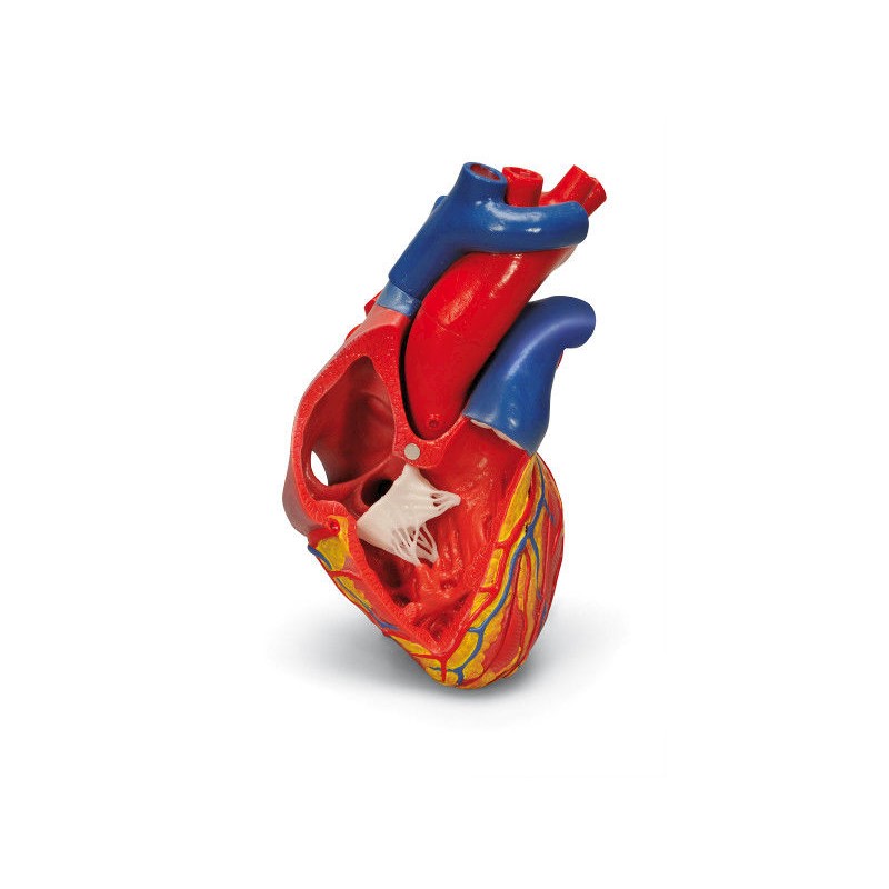 Organy i narządy 3B Scientific G01