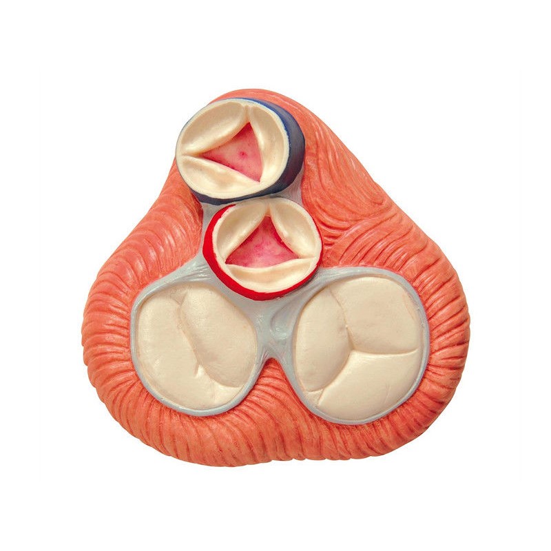 Organy i narządy 3B Scientific G01