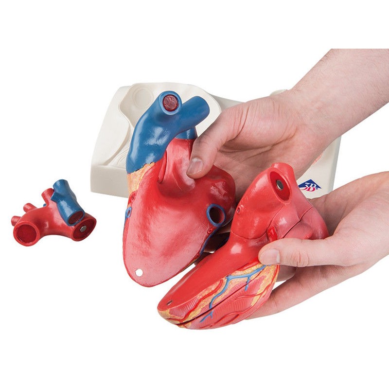 Organy i narządy 3B Scientific G01