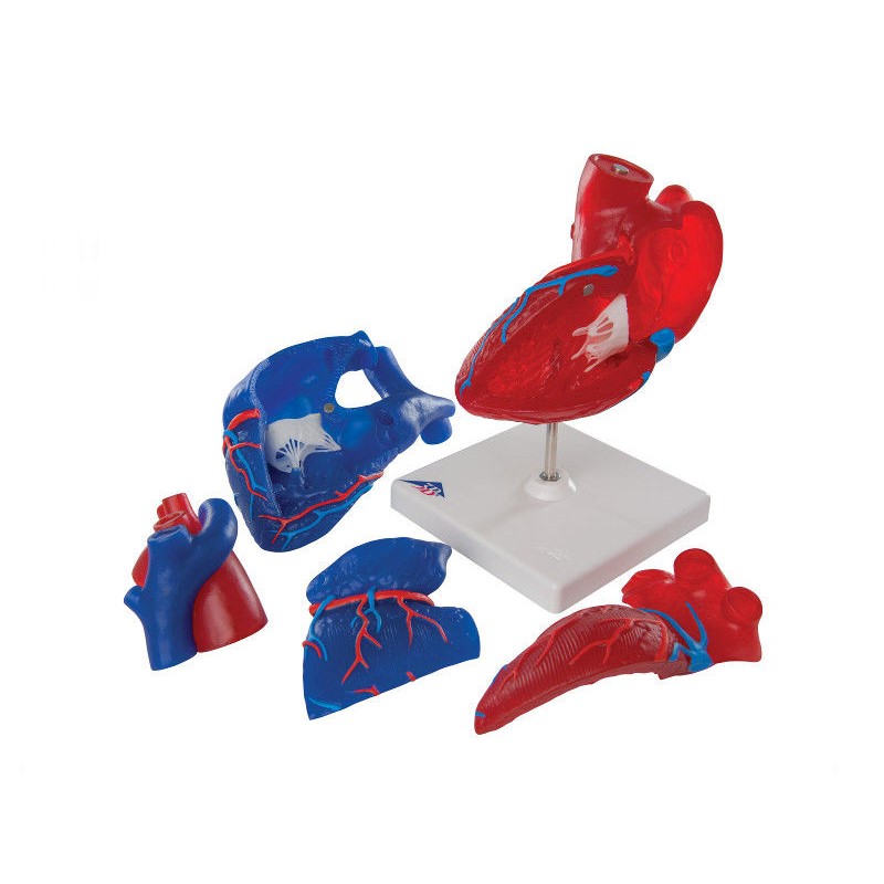 Organy i narządy 3B Scientific G01/1