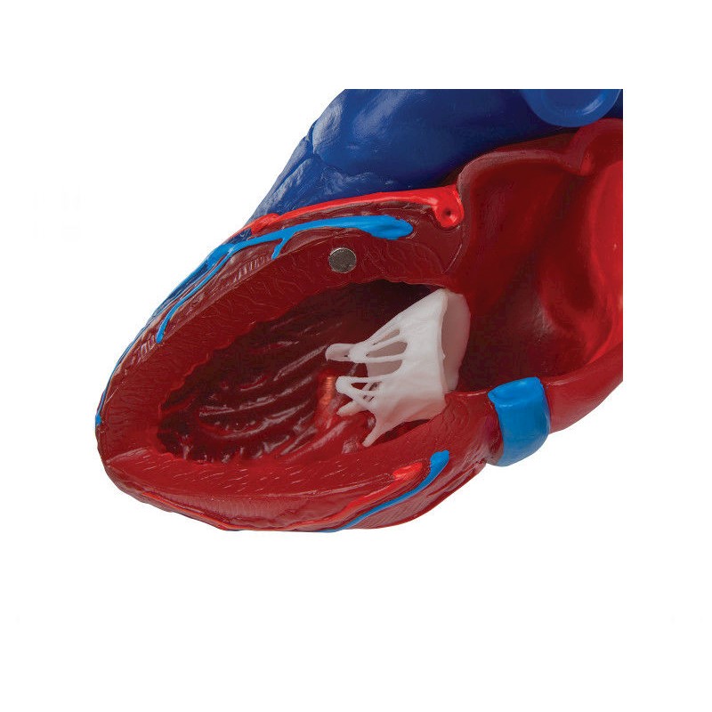 Organy i narządy 3B Scientific G01/1