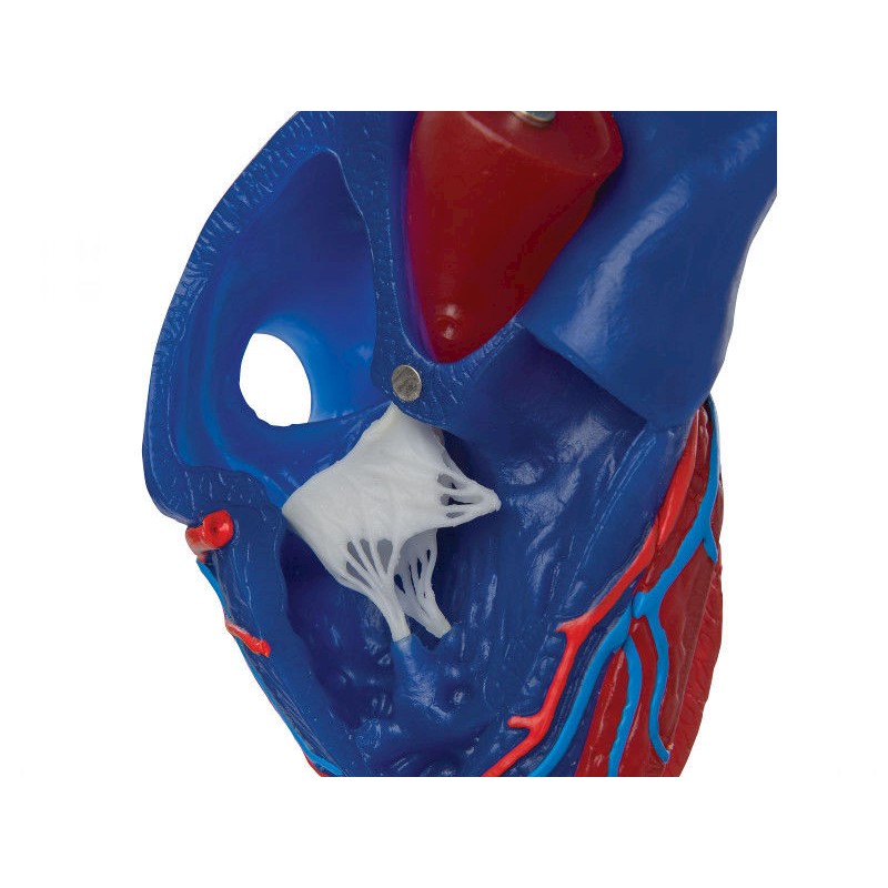 Organy i narządy 3B Scientific G01/1