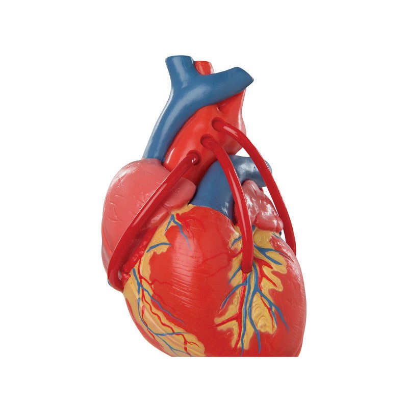 Organy i narządy 3B Scientific G05