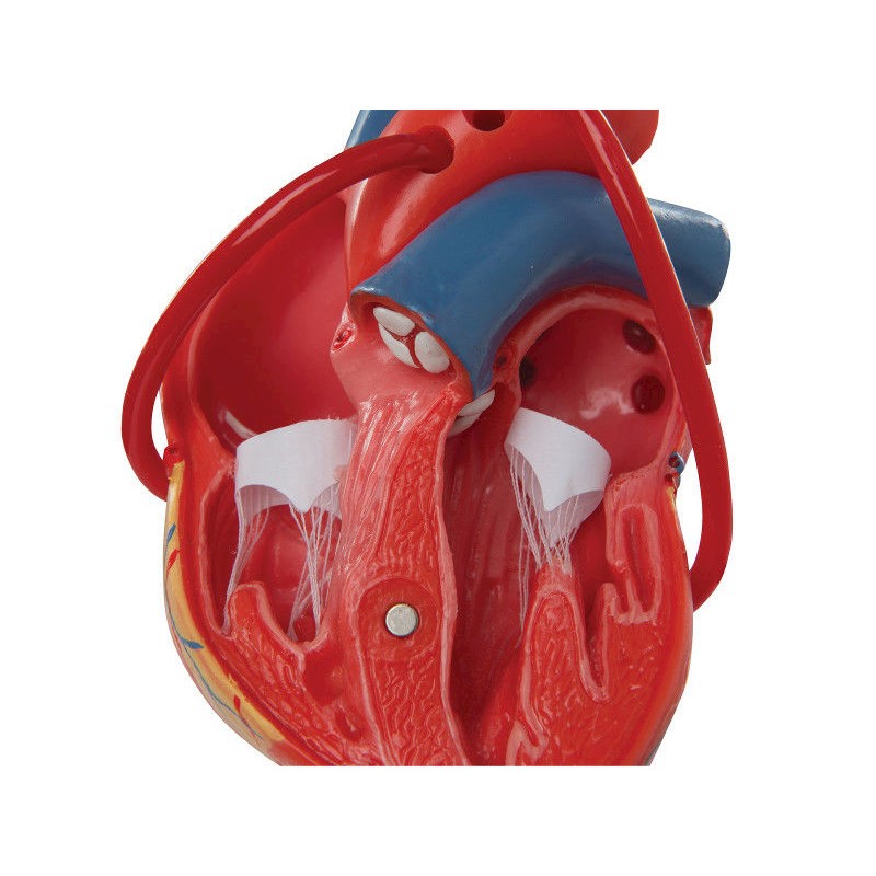 Organy i narządy 3B Scientific G05