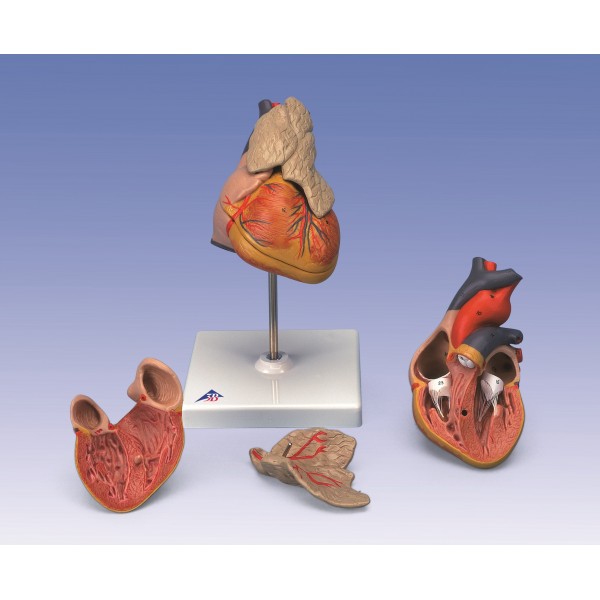 Organy i narządy 3B Scientific G08/1