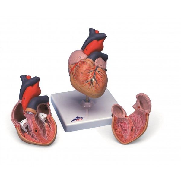 Organy i narządy 3B Scientific G08/1