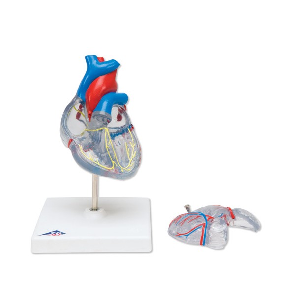 Organy i narządy 3B Scientific G08/3