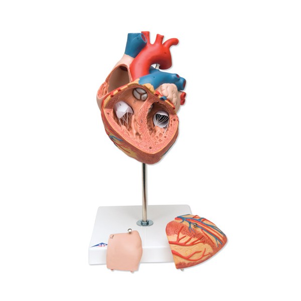 Organy i narządy 3B Scientific G12