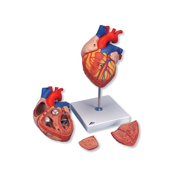 Organy i narządy 3B Scientific G12