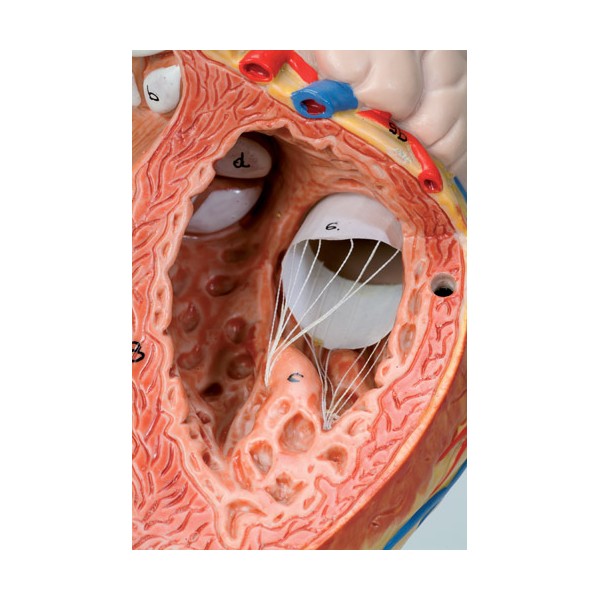 Organy i narządy 3B Scientific G12