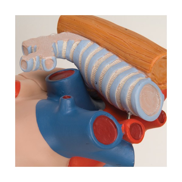 Organy i narządy 3B Scientific G13