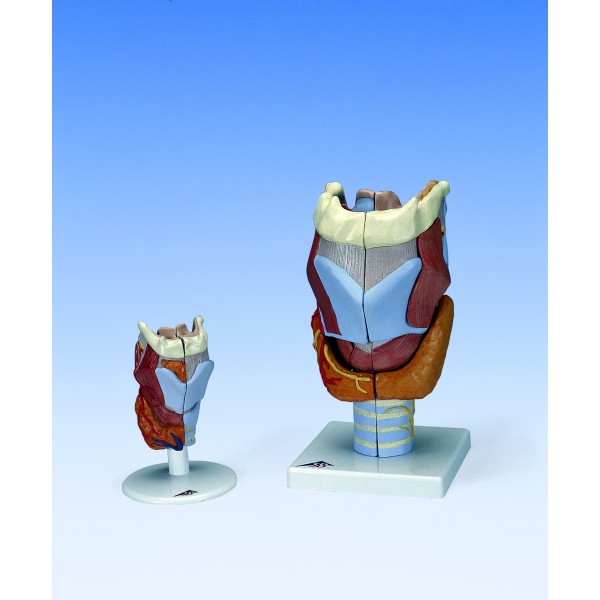 Organy i narządy 3B Scientific G22